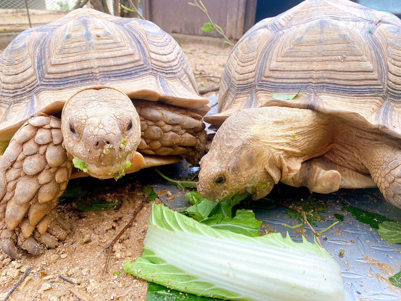 もぐもぐピクニック リクガメ