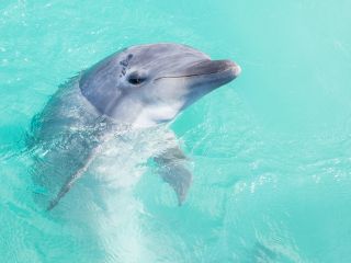 かわいいイルカたちがお出迎え♪