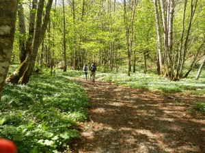 ̑厩RS䂭܂Ŗi܂傤