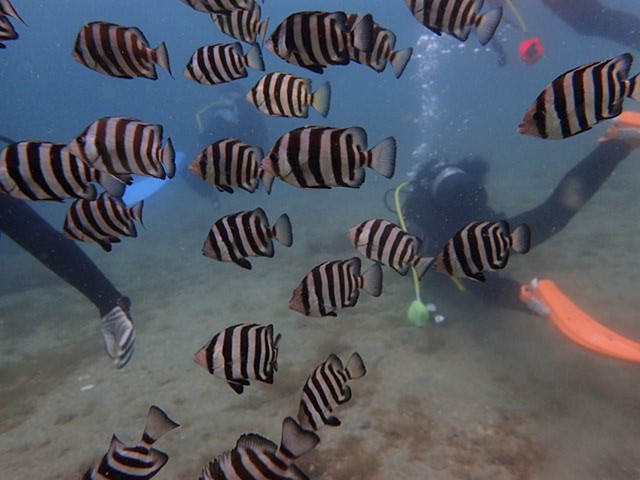 DSȃCV_C̐Ԃ񂽂Ɉ͂܂邱ƂEEE