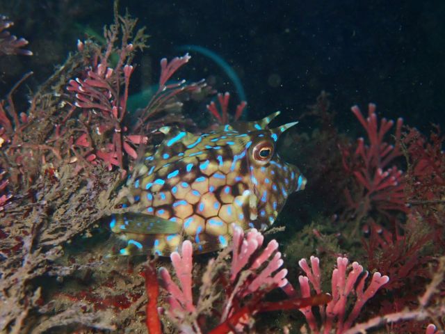 シマウミスズメ