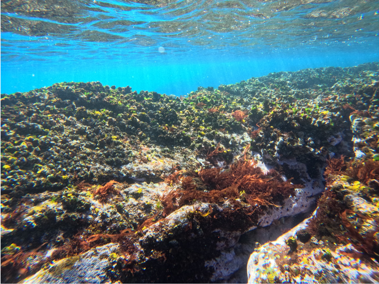 ̌ԂɂJjEjA܂ɃJGEI܂I