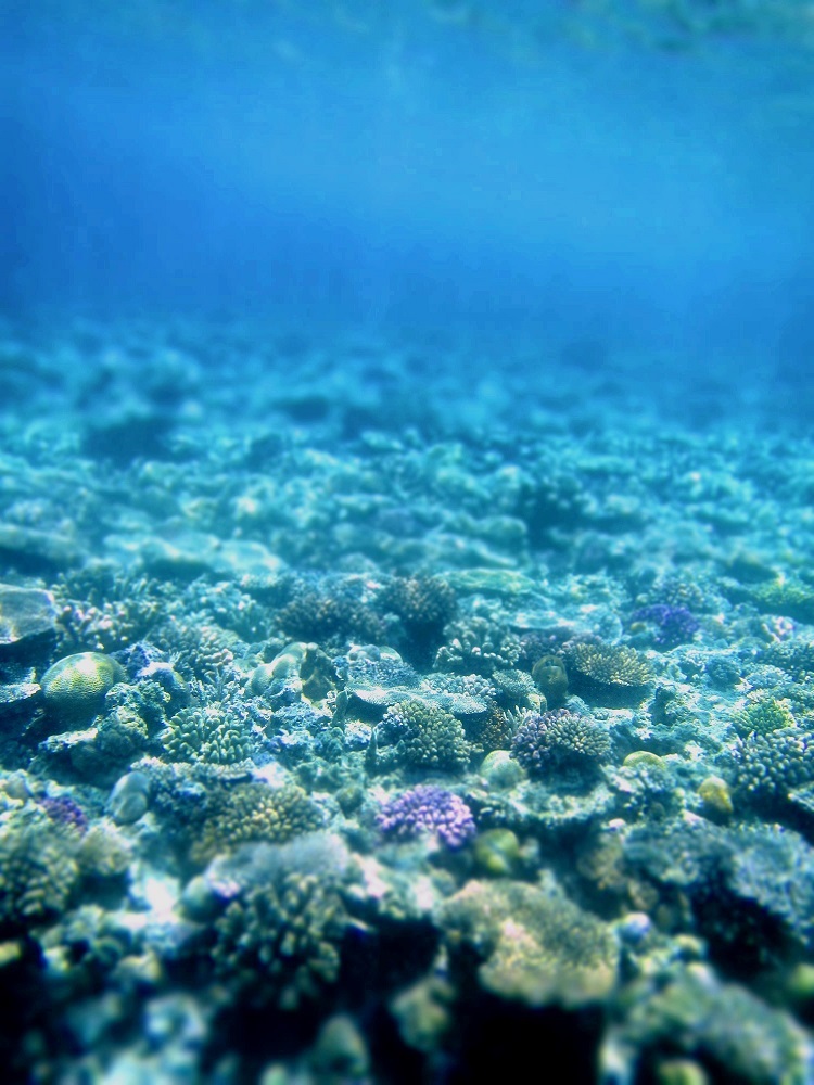 󐣂ɂ͂ǂ܂łLX̌QI