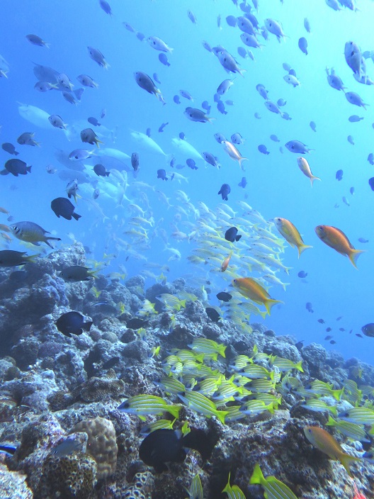 ̍ɂ͂ȂɑR̋ZݒĂ܂