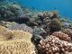 たまに亀と遭遇することも♪