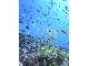 沖の根にはこんなに沢山の魚が住み着いてます☆