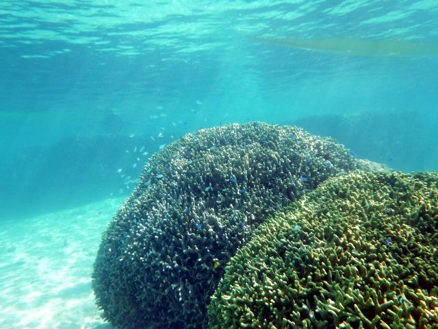 ユビエダハマサンゴの塊 小さな熱帯魚が集まります
