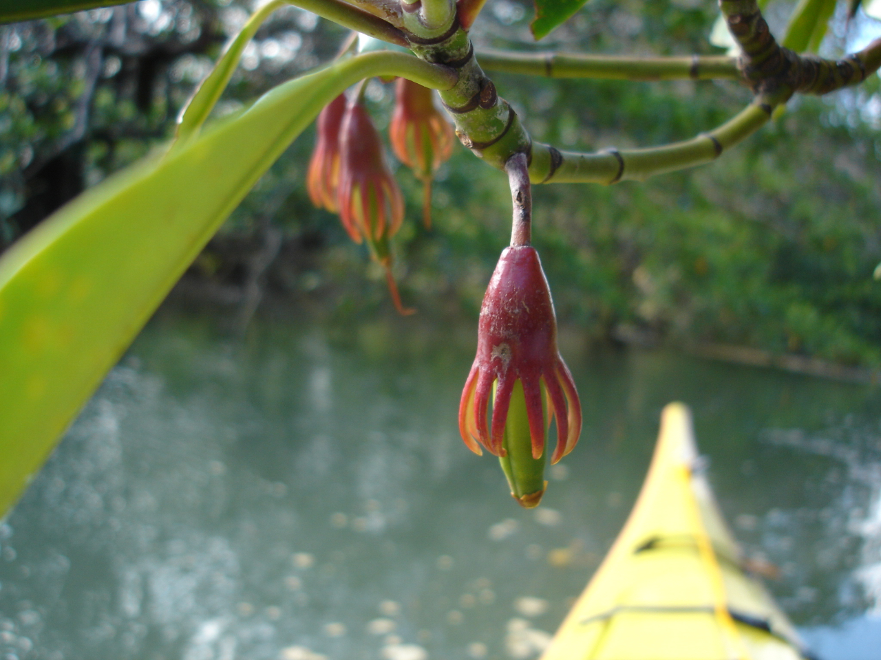 マングローブの胎生種子 不思議な形。