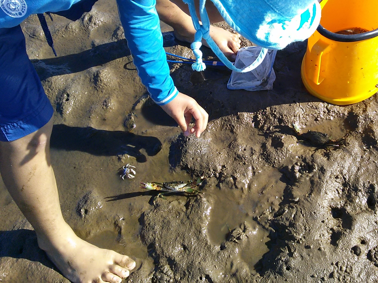 潮が引いたら干潟にも立ち寄れます この日はカニがいましたよ!