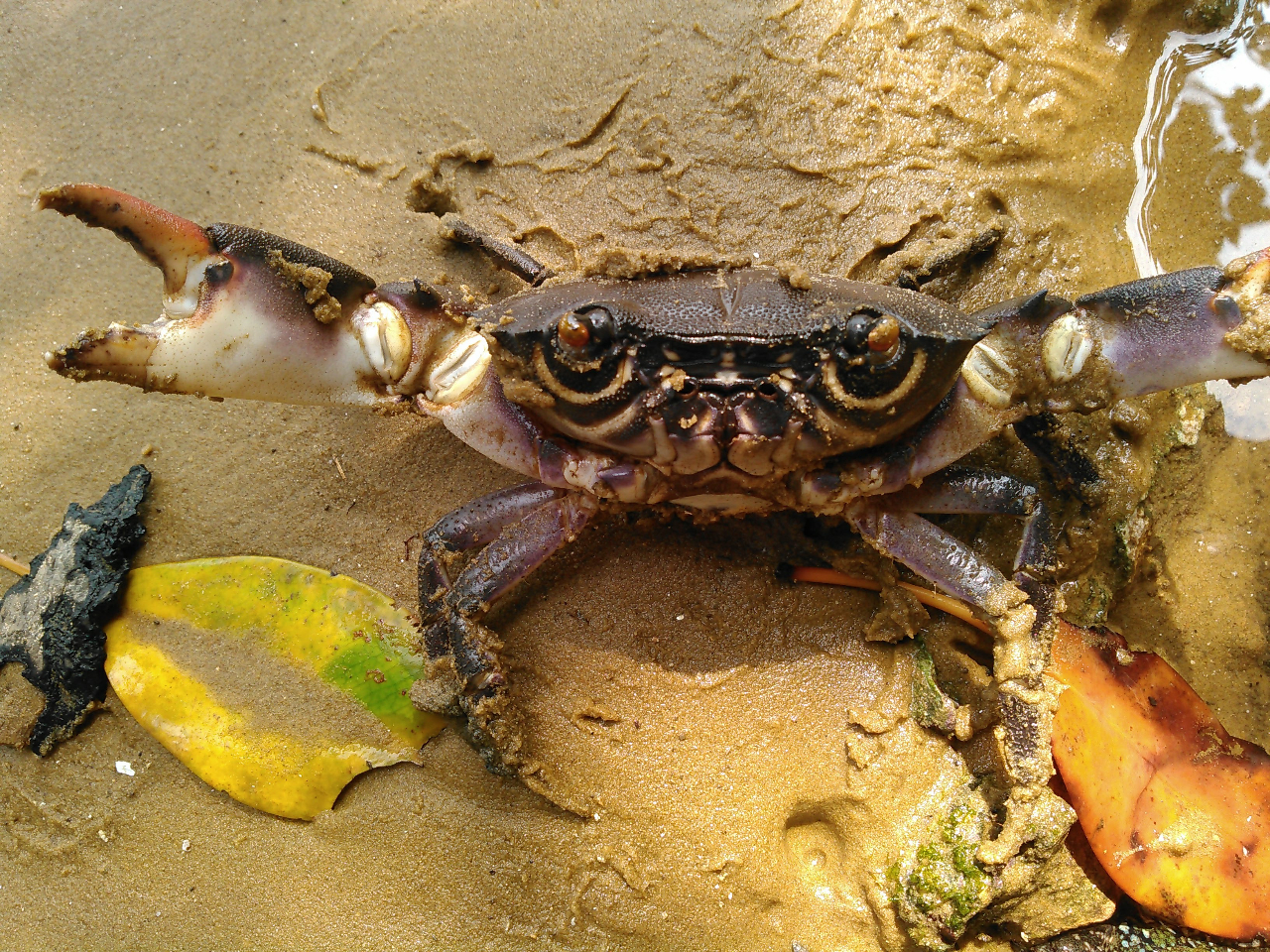 ɂ͂Ȃɑ傫ȃJjɂ܂@ǂ͑勻I