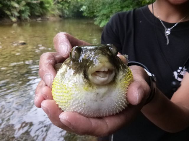 川にはたくさんのいきものが(^^♪