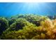 美しい海藻の世界へ