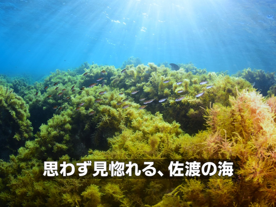 ���肪�������ފC���ɍL����C���Ƌ������B�v�킸�������A���n�̊C�̔������i�F�B