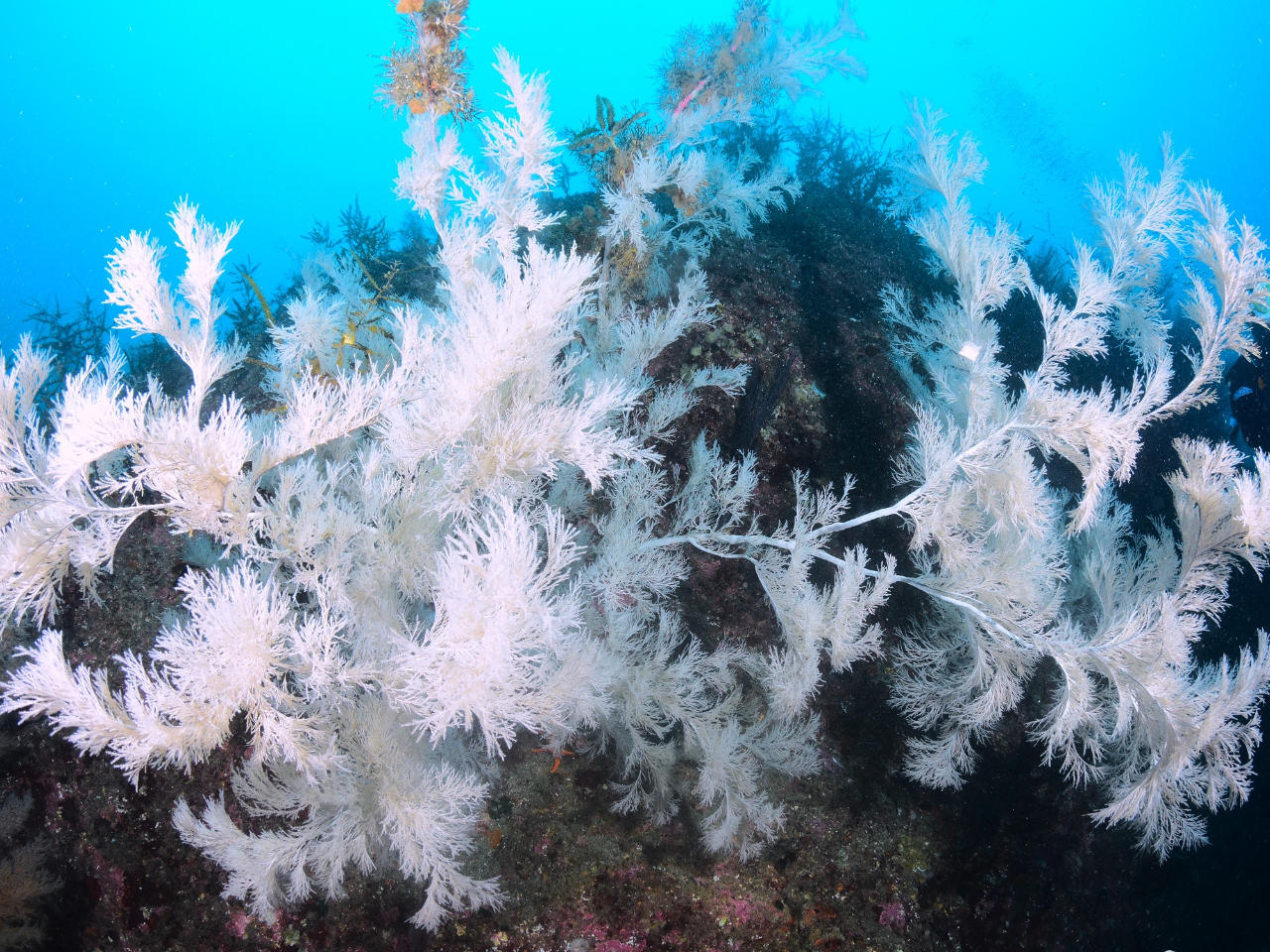 巨大なウミカラマツ(サンゴの仲間)