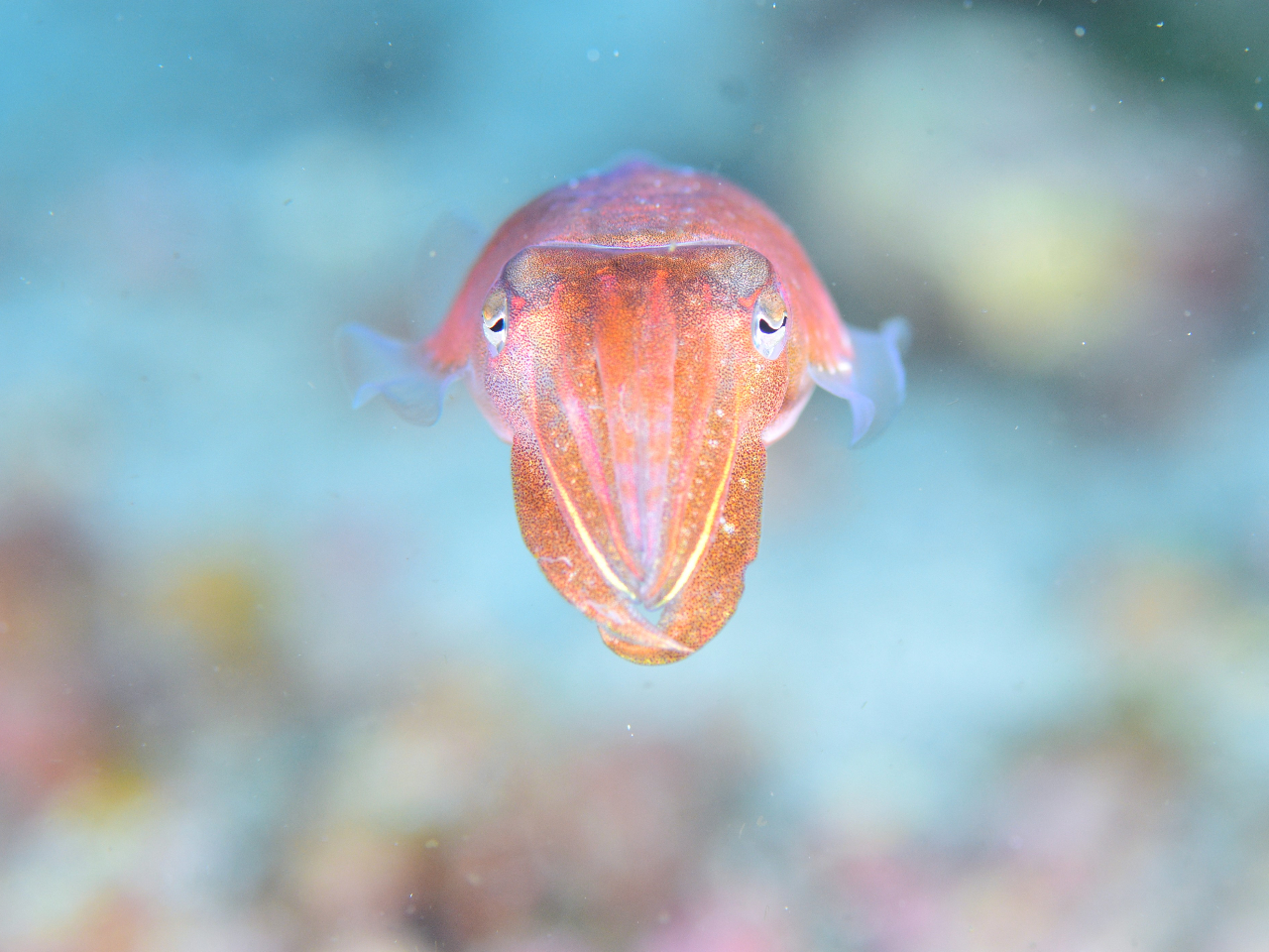 人懐っこいスジコウイカ