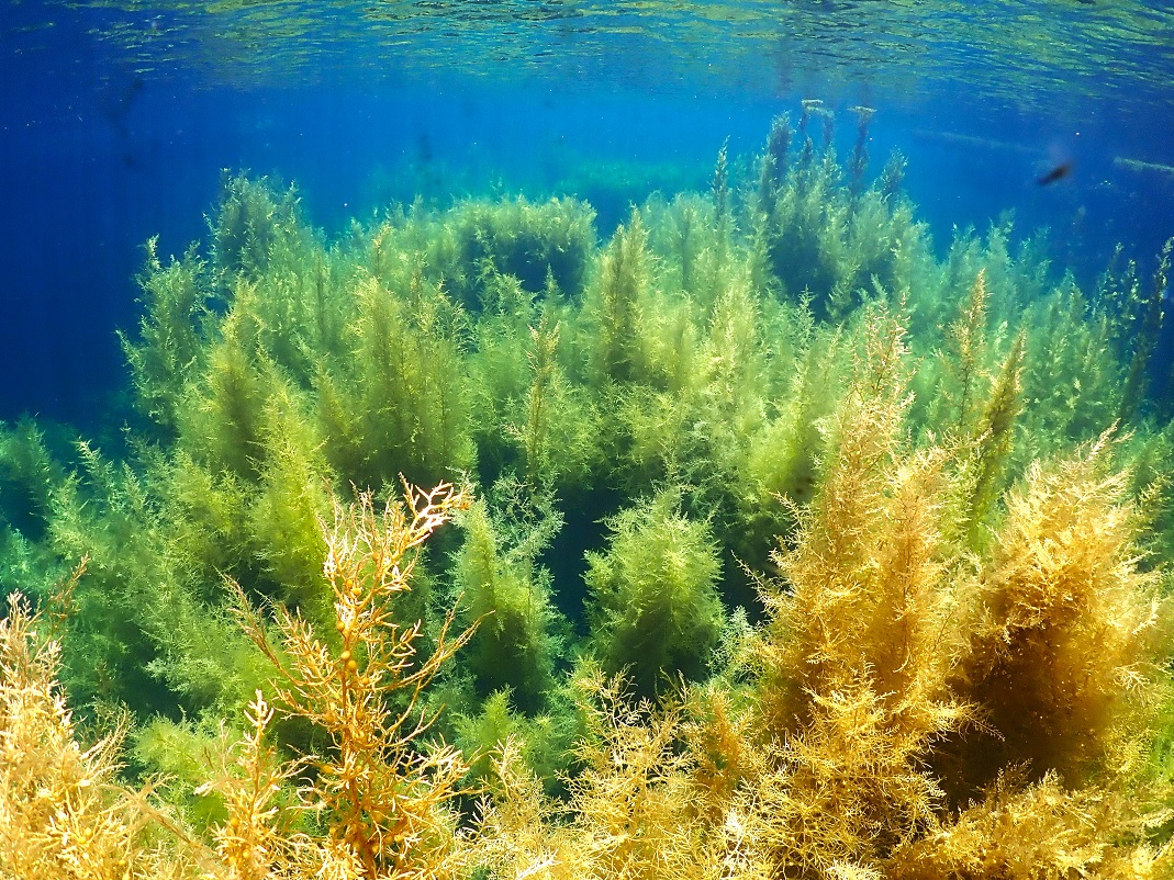 美しい海藻の世界