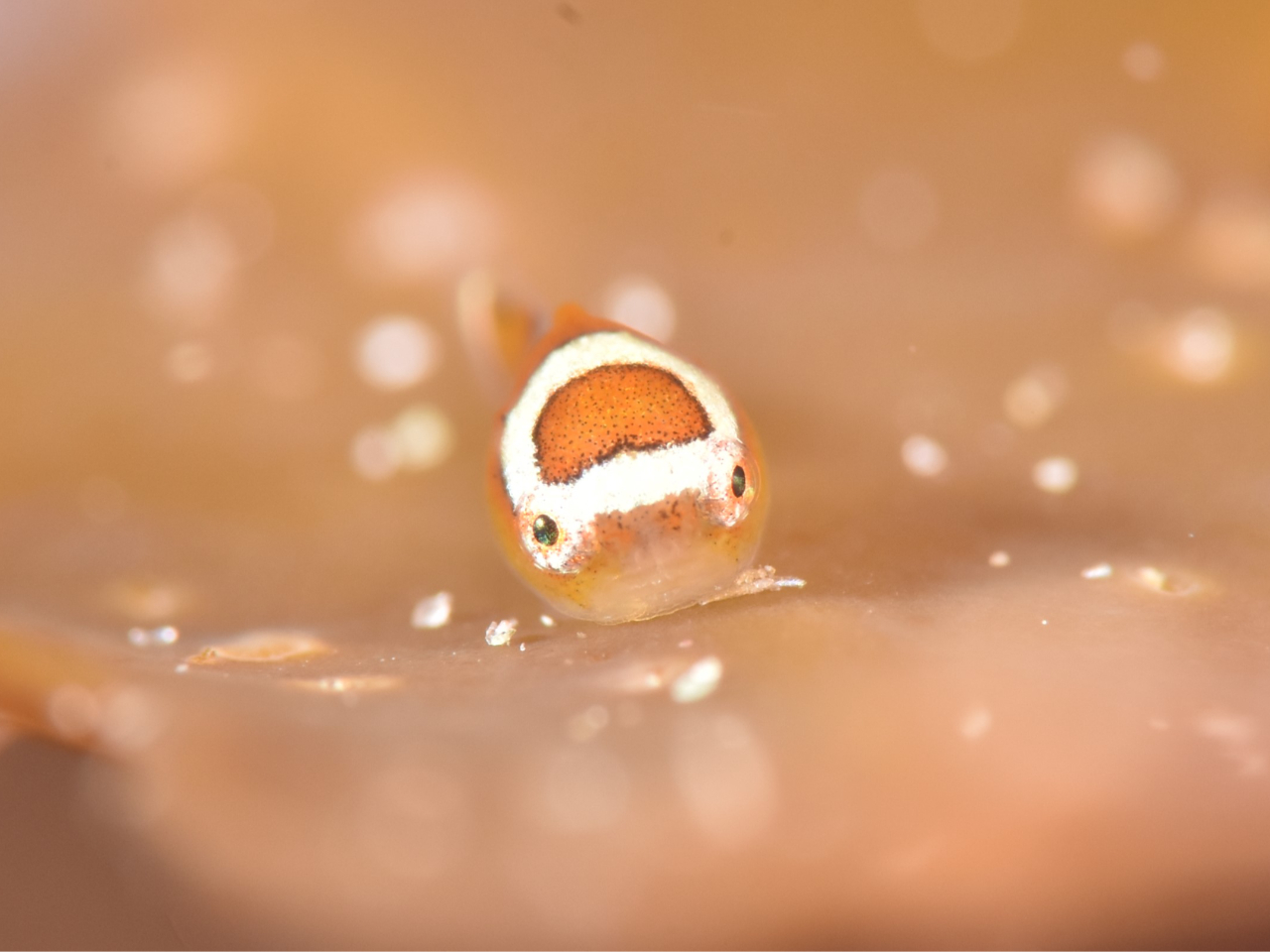 ダンゴウオの幼魚