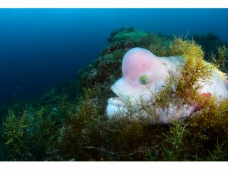北小浦地区に生息するコブダイの【ヤマト】
