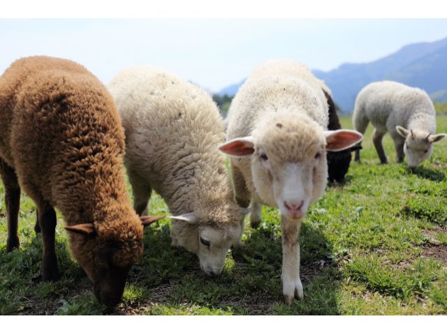 広い牧場のなかでのびのびとBBQを楽しみましょう!