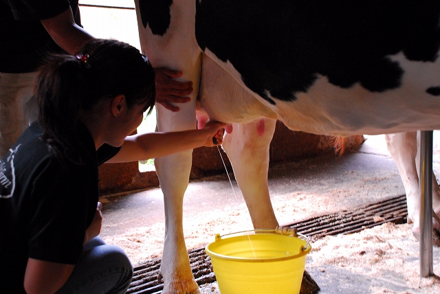 乳搾り体験もできます(1000円/10名様まで)
