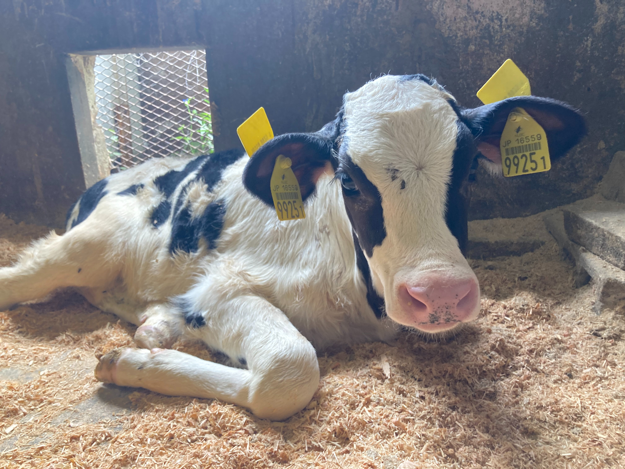 ���킢���q���ɚM���̌���