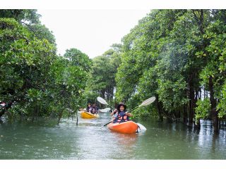 マングローブの間をすり抜け大冒険!