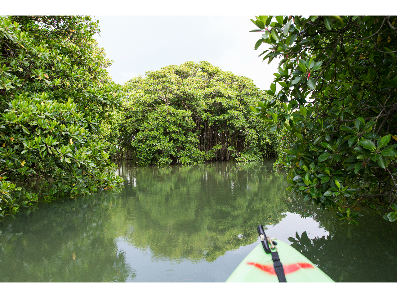 ���������낤�Ɛ��ʂɔ��˂���}���O���[�u���y���ގ����ł��܂��I