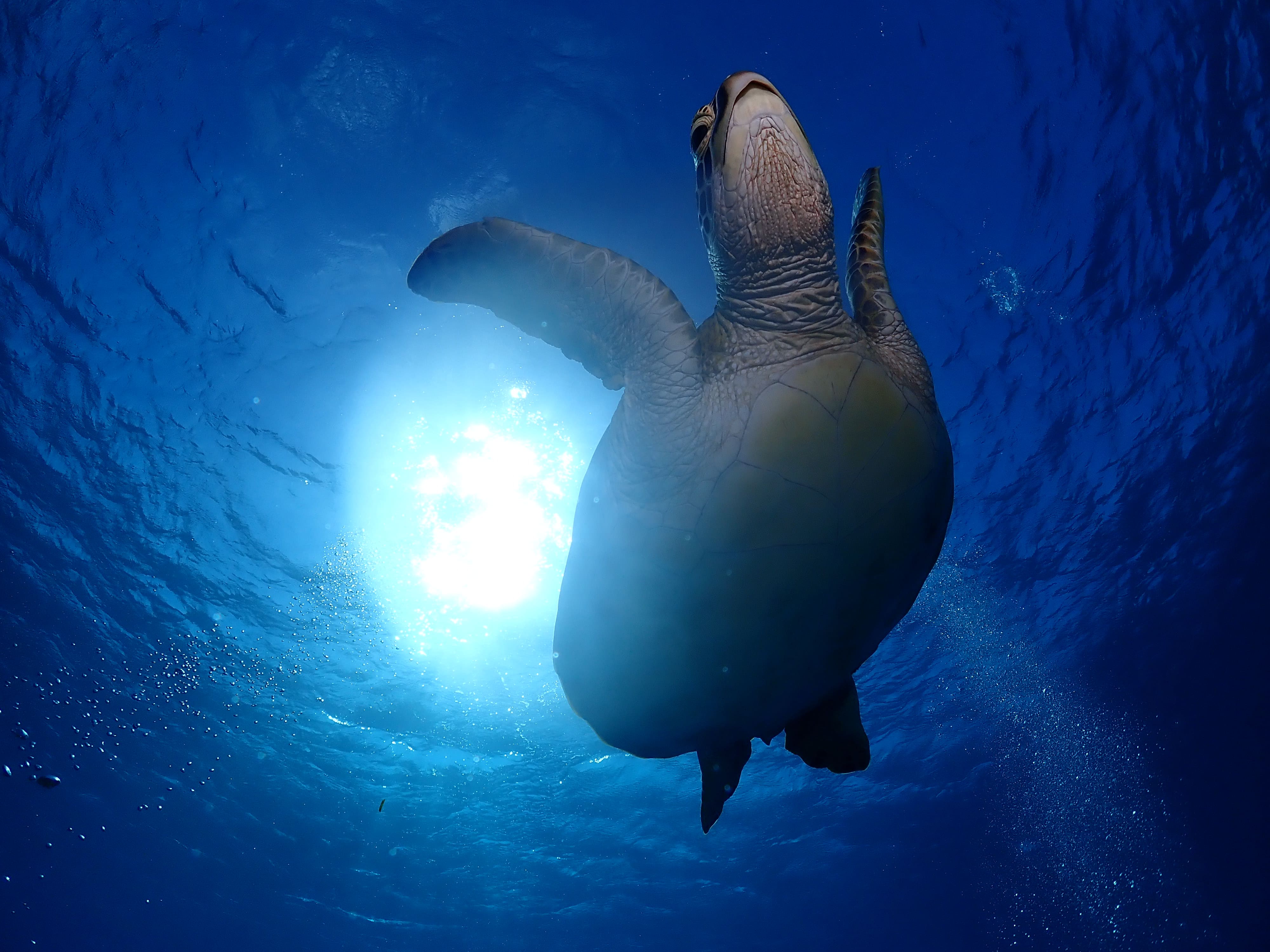 ウミガメさんこんにちは!