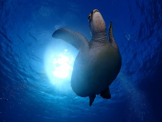 ウミガメさんこんにちは!