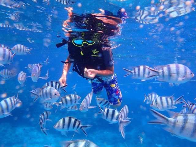 お魚と戯れよう!