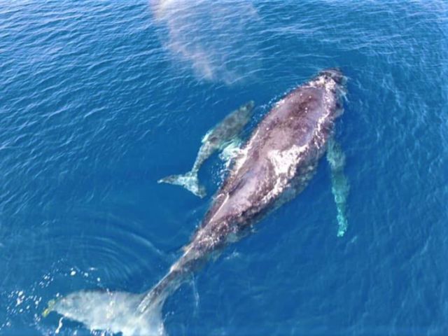 1月〜3月はホエールウォッチング!