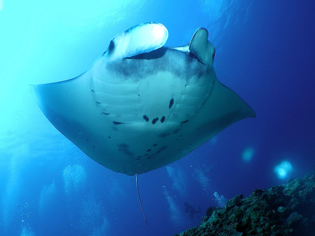 マンタに大接近!