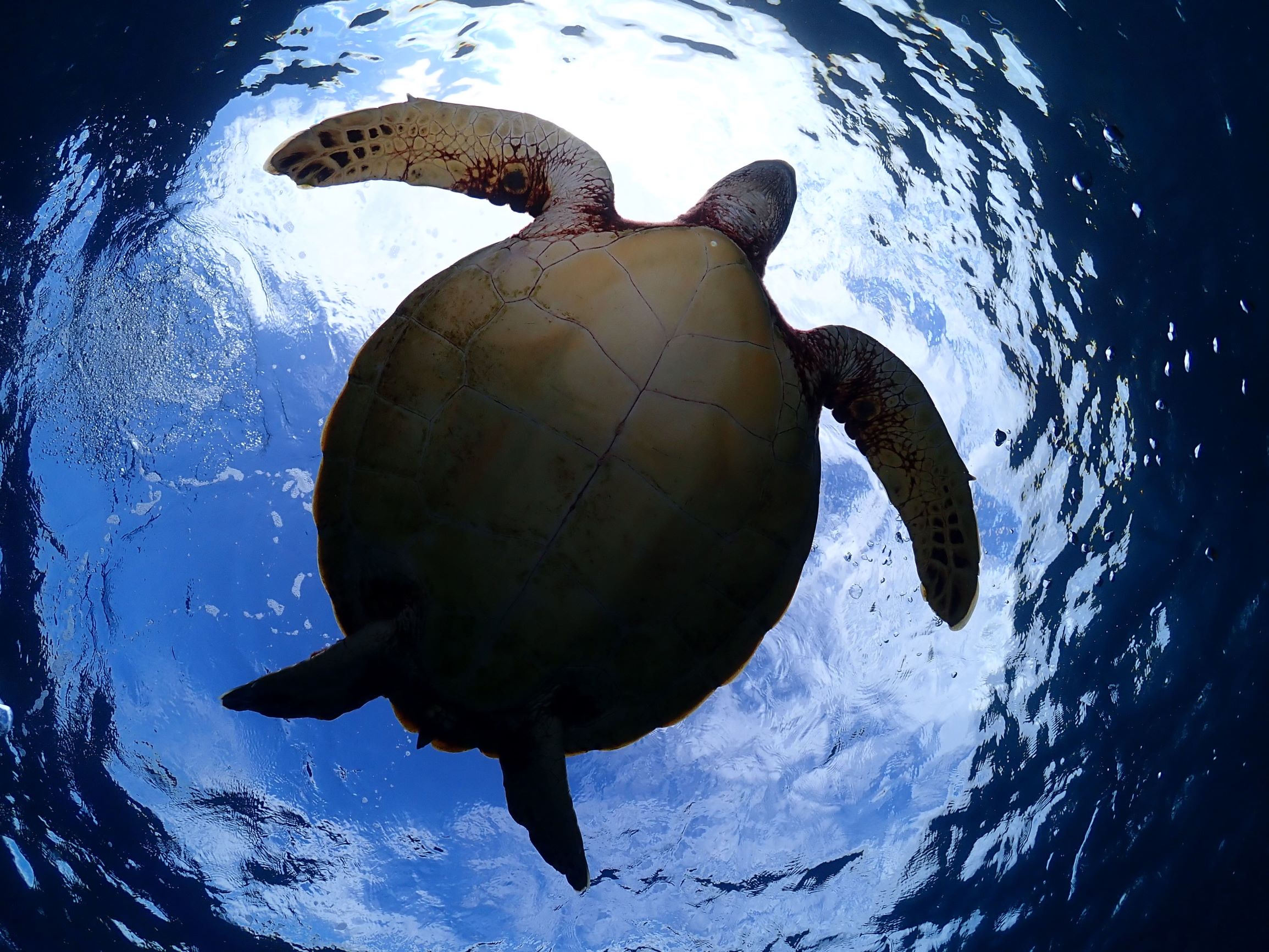 ウミガメにも会える!