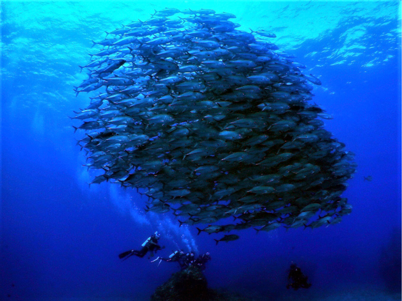 ギンガメトルネード!