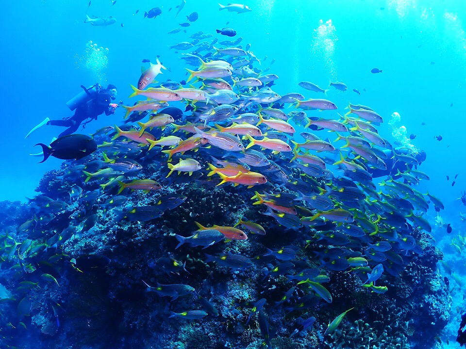 たくさんの魚に感動!