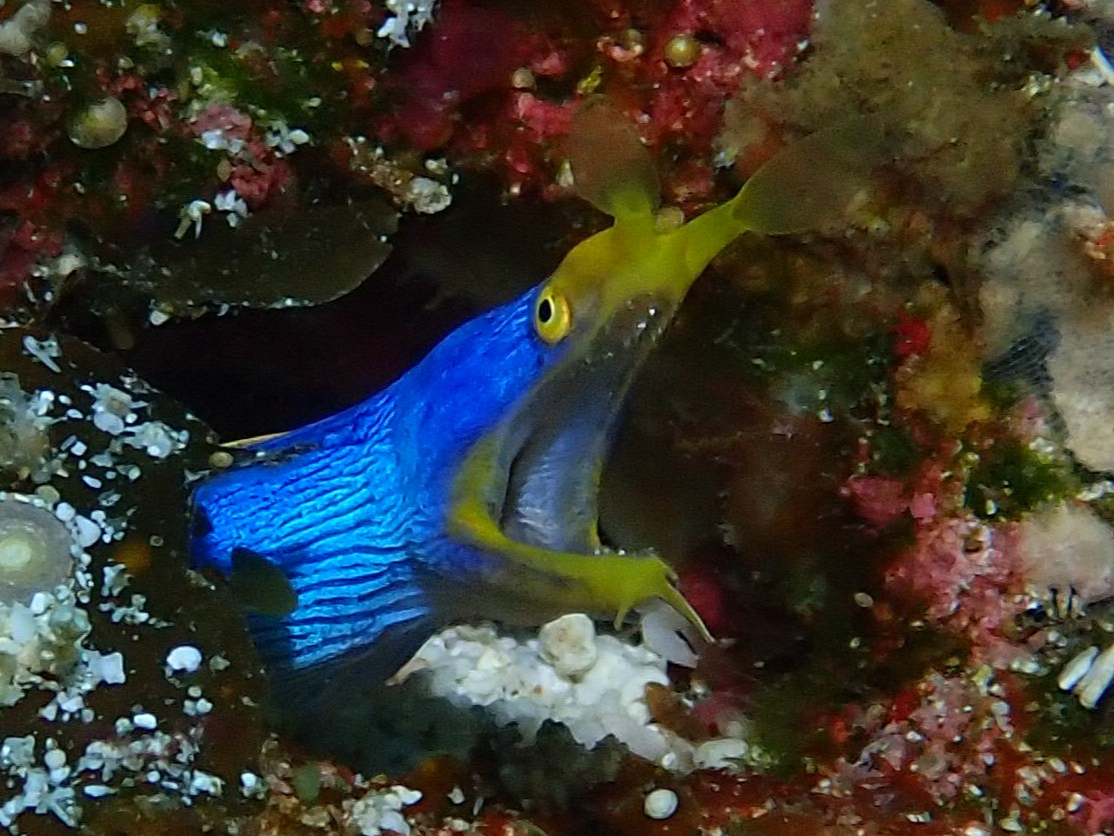 ハナヒゲウツボ!