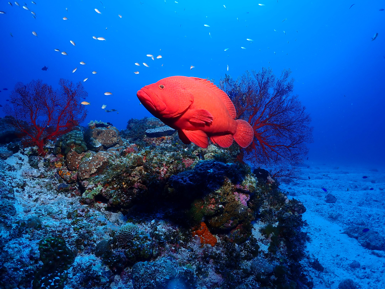 色とりどりのお魚&サンゴあり!