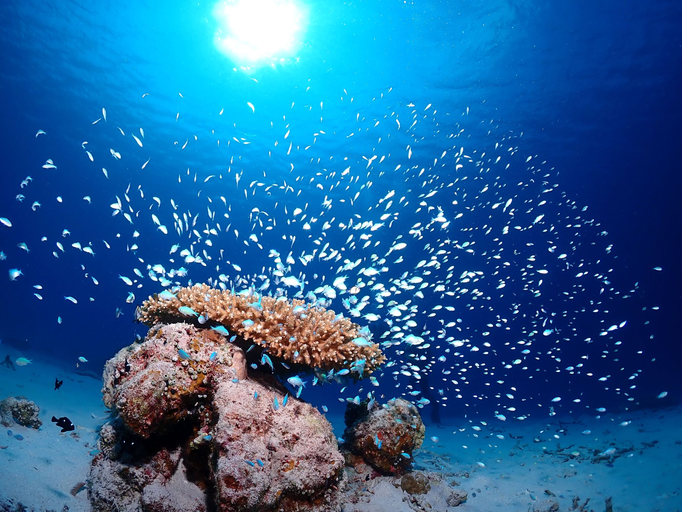 デバスズメダイ綺麗ですよ〜!