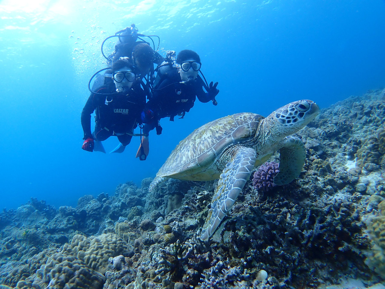 ウミガメと泳げることも!
