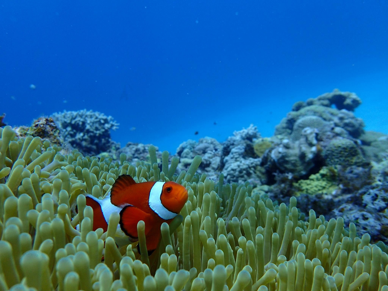 ニモさんこんにちは!