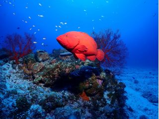 色んなお魚に会えます!