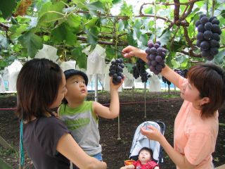 時間制限なしの巨峰食べ放題!!