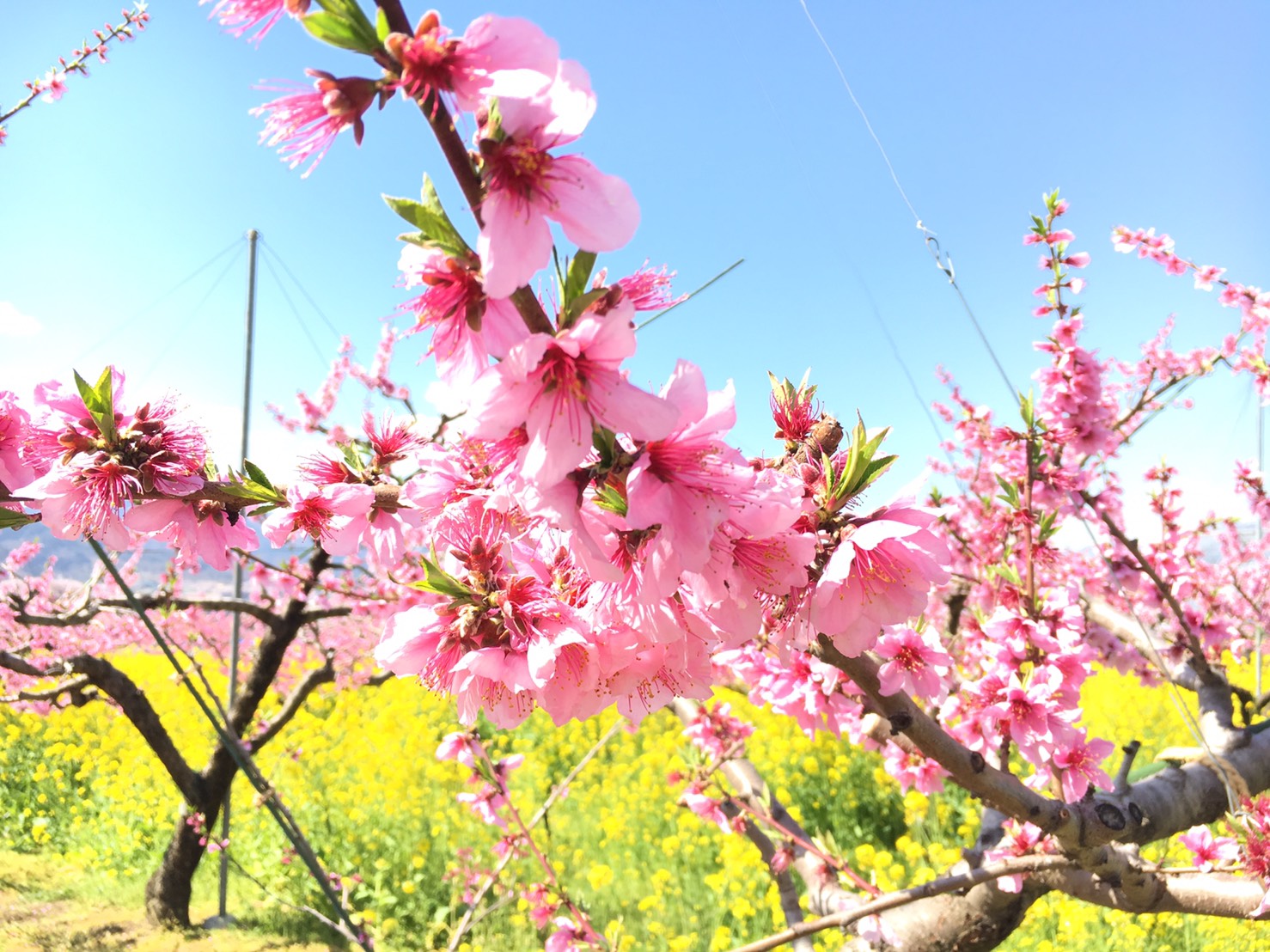 お花見バーベキュー 桃の花 菜の花のお花見とbbq カキ氷食べ放題付き 御坂農園グレープハウス じゃらん遊び体験 お花見バーベキュー 桃の花 菜の花のお花見とbbq カキ氷食べ放題付き 御坂農園グレープハウス じゃらん遊び体験