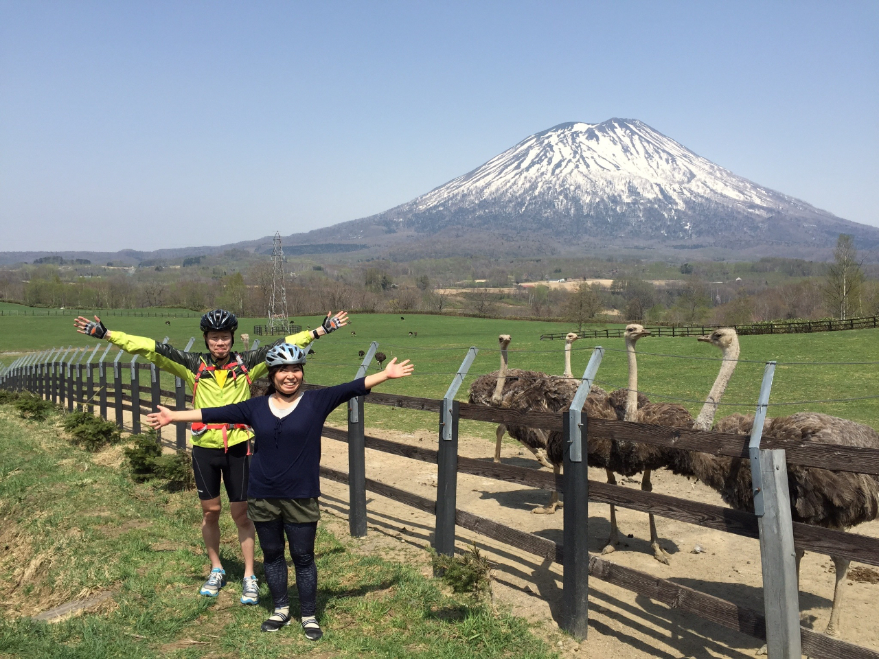 ダチョウ牧場。餌やり体験もできます