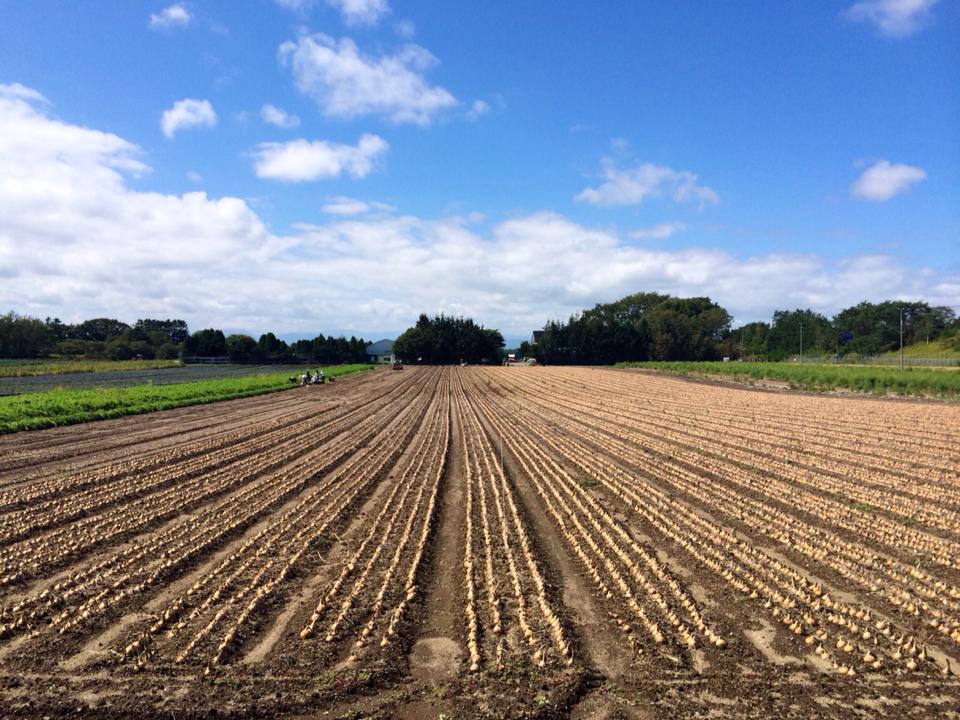広大なたまねぎ畑。