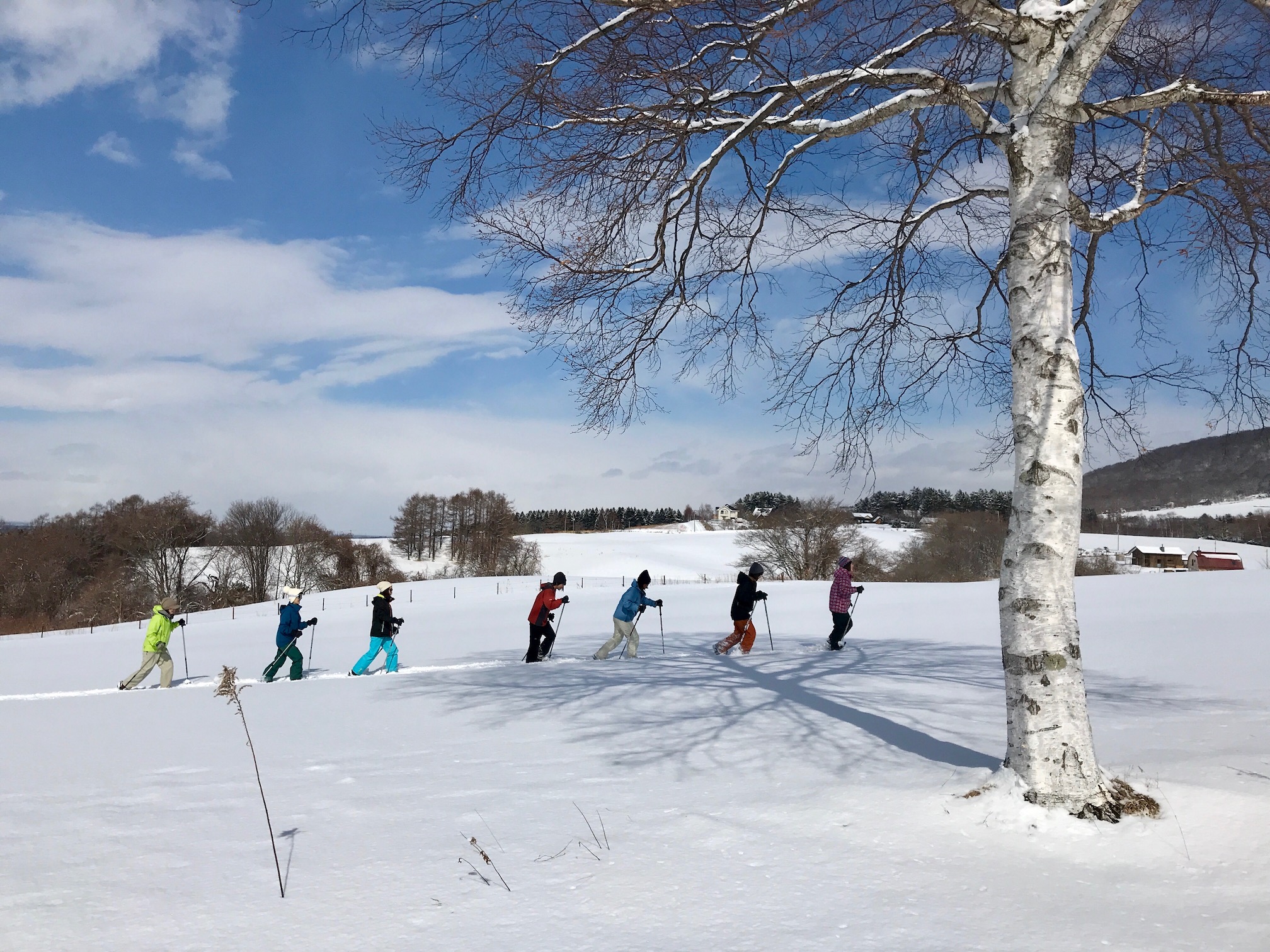 雪原に映る白樺の影を歩く。