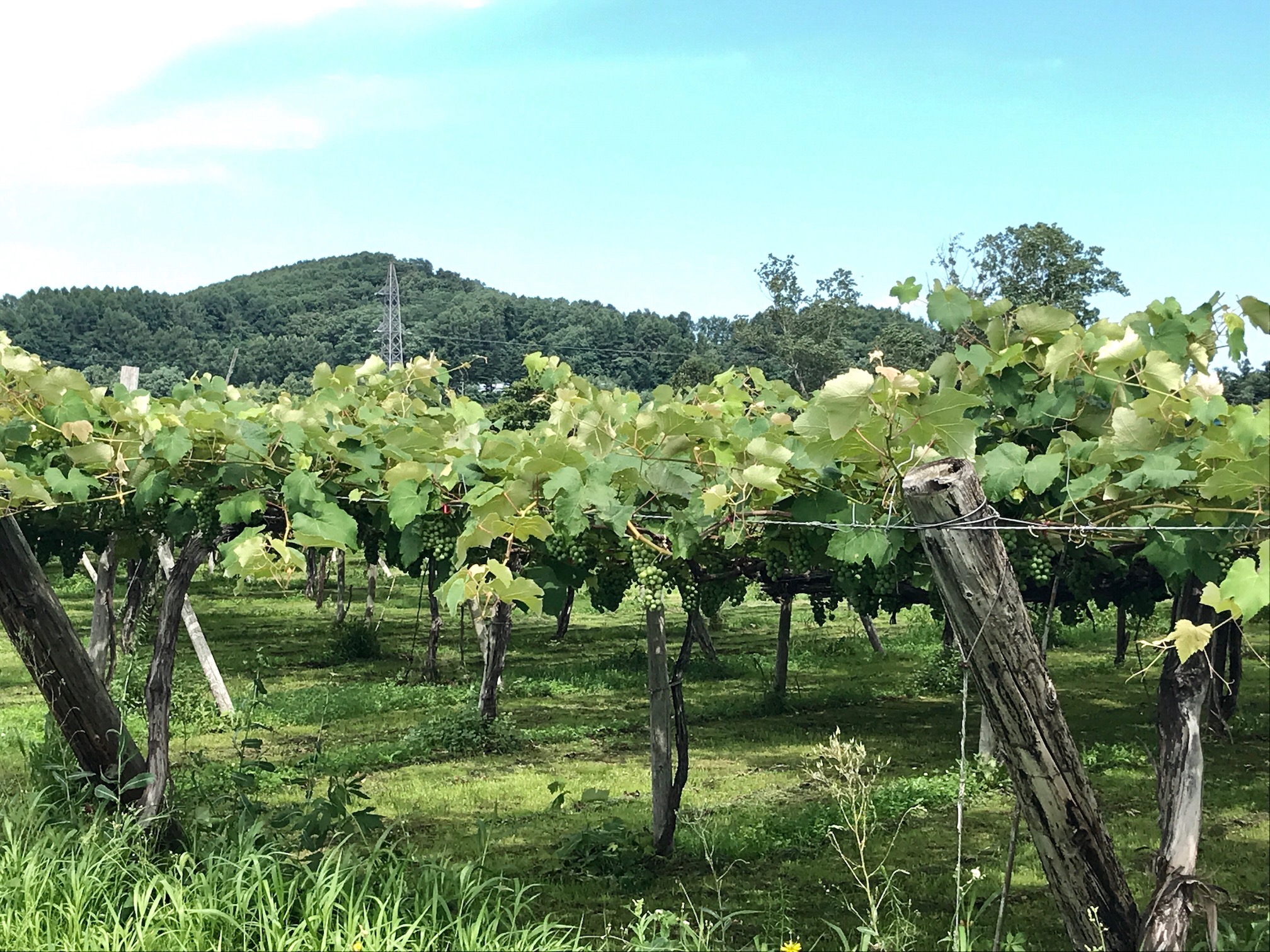 収穫の頃にはたわわに育った果実の香りが漂います♪