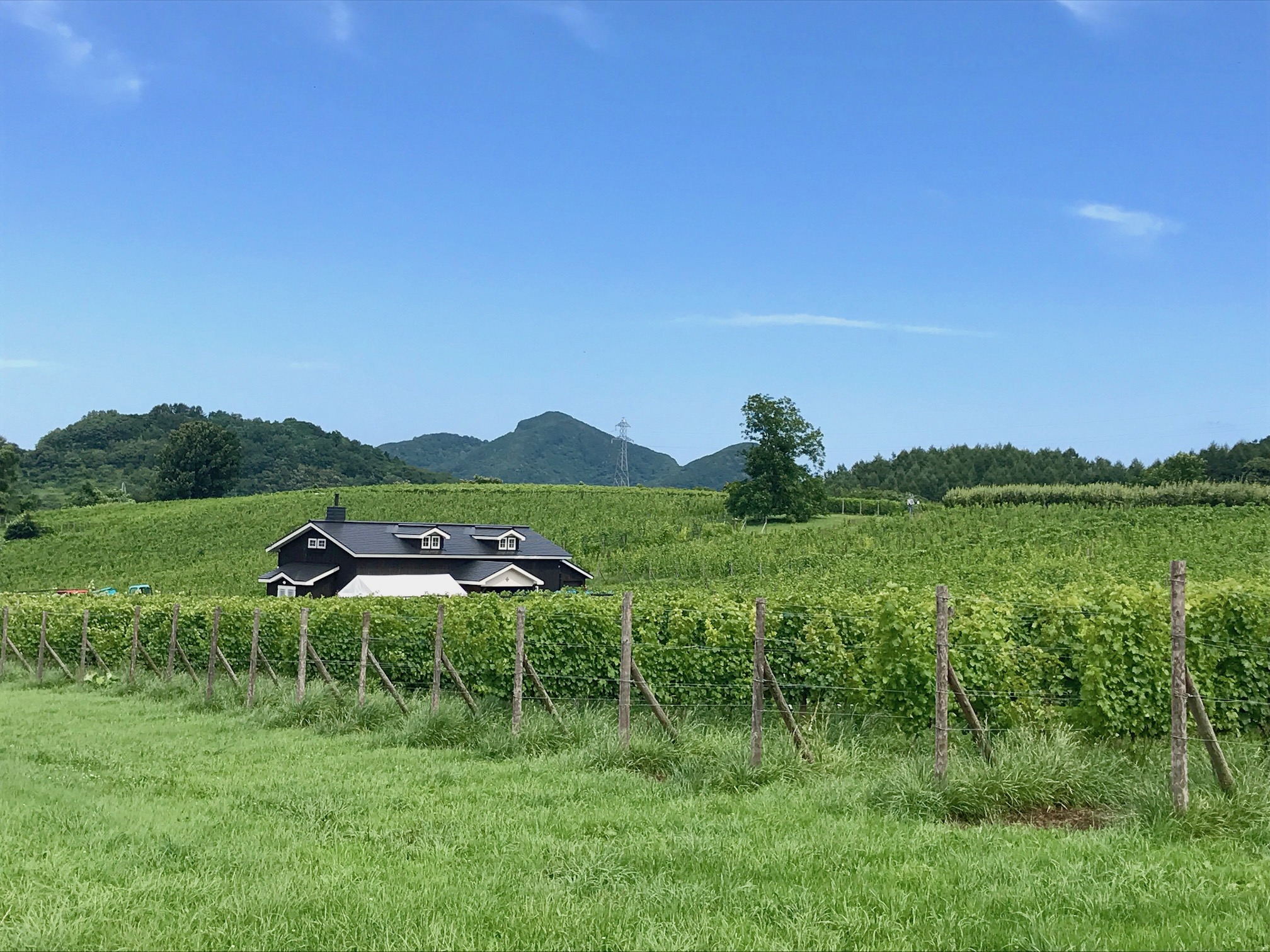広大なぶどう園の農道は車も少なく安心して走れます。