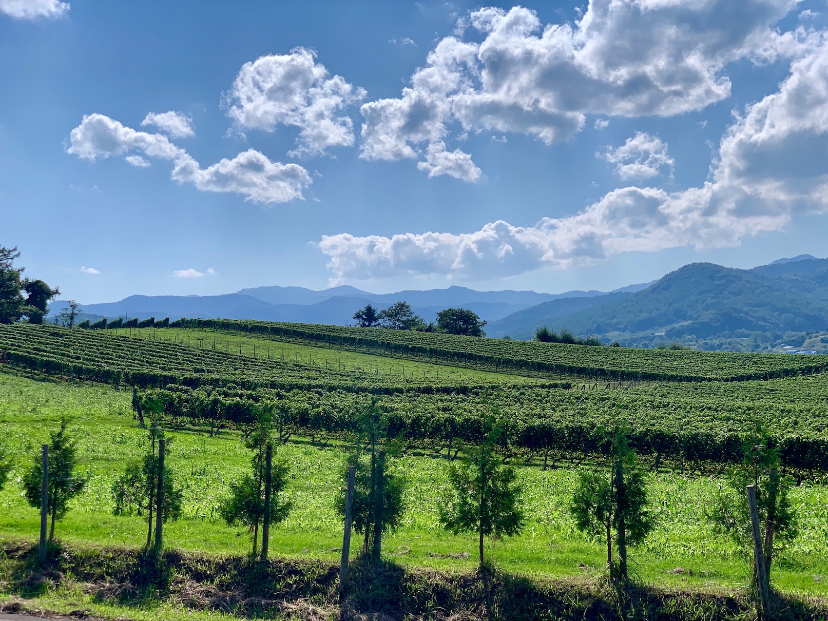 美しいぶどう畑の風景