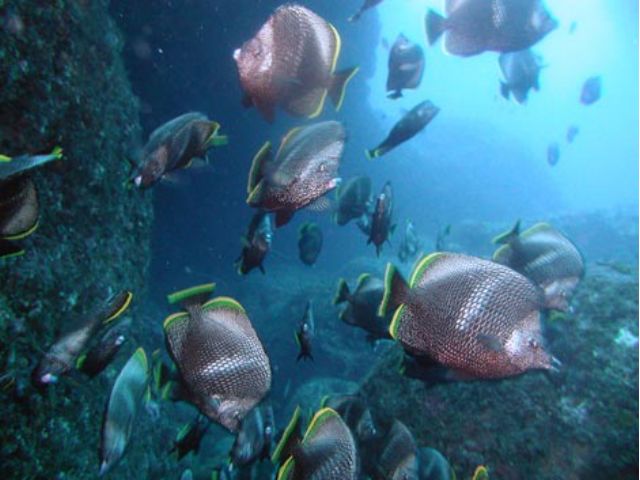 八丈島名物のユウゼン玉